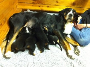 mamadog