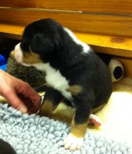 puppy1