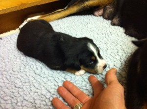puppy2