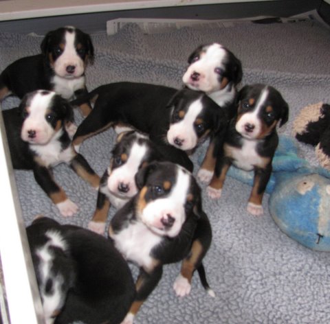 LisaPups1_4weeks pups at 4 weeks