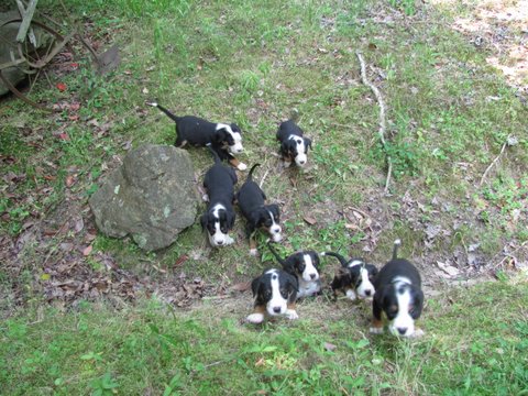 LisaPups3_6weeks RUNNING!