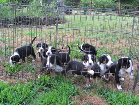 LisaPups4_5weeks Pups at 5 weeks