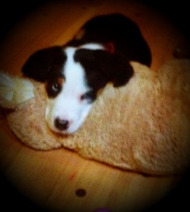 LoveDoggie new buddie
