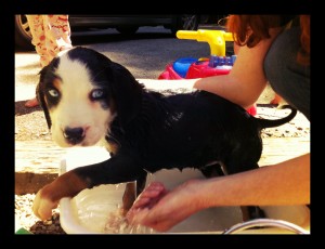 allwet all wet