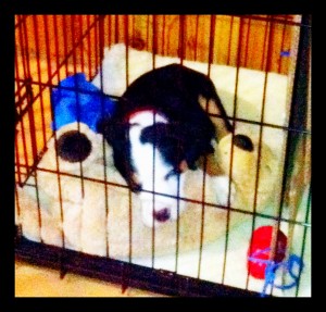 crateSleeping napping