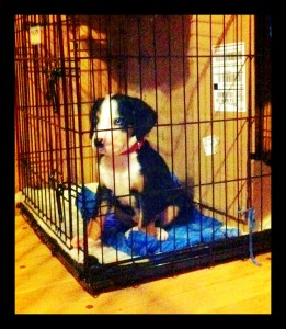 crated1 sitting nicely in her crate