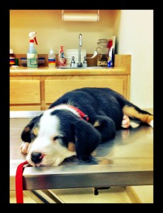 firstVetVisit first vet visit