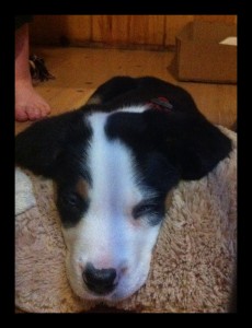 mydoggie sleepy