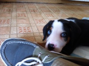 shoePlease Can i eat the shoe please?
