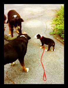 sniffing