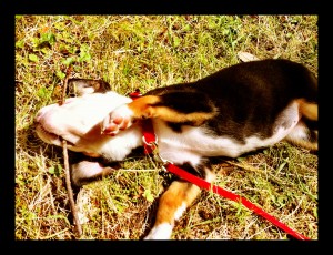 stickPlay2 stick play