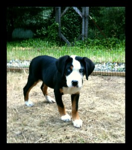 floppy