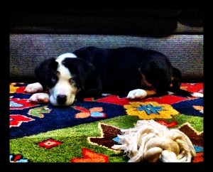 goodPuppy