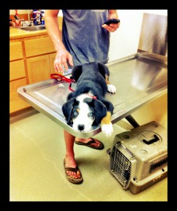 vetVisit vet visit