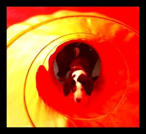 tunnel tunnel 1