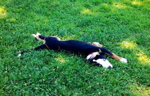 inTheGrass1