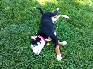 inTheGrass2