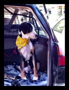 yellowBandana1