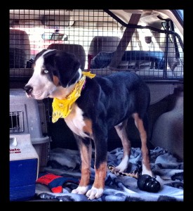 yellowBandana2