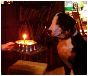 Make a wish Zen! make a wish